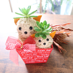 【多肉】モスビー　ねこちゃん親子バスケット☆