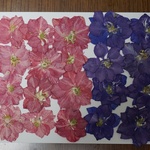 押し花商品【濃い赤と紫　千鳥草】
