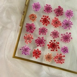 赤ピンク系🎶【20枚】レースフラワー押し花☺︎