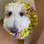 大型犬用、中型犬用　スヌード