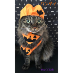 再入荷！ハロウィンバンダナ、猫ちゃんの首輪