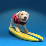 フェルト犬 サーフィン・ラブラドール　<MS003>