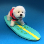 フェルト犬 サーフィン・ビション　<MS005>