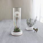 Botanicaltube たんぽぽ