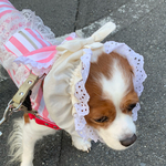 犬スヌード　オフホワイトオーガニックコットンダブルガーゼ細巾綿レース　スヌード新作💕