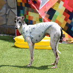 『冷感ニット・スター🌟』