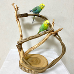 自然木（ツタ）とカクタスパーチのぐるぐるバードアスレチック【セキセイインコ・小桜インコ・オカメインコ】鳥まとり木・鳥おもちゃ・サボテンの骨