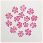 天然押し花素材　No.4