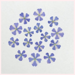 天然押し花素材　No.5