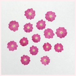 天然押し花素材　No.6
