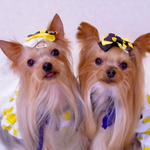バナナ🍌柄♪ワンコリボン🎀