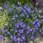 コンボルブルス　ブルーコンパクタ　１ポット