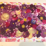 ♡new♡  ♡可愛い押し花セット♡ ♡たくさん入って使いやすい押し花セット♡