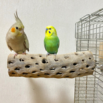 鳥 とまり木 カクタスパーチ（サボテンのとまり木）小型インコ・中型インコ・鳥豆堂