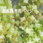 itsc88様　専用ページ　ソーラーローズ　ミストブルー　5本