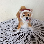 遊ぼ❣️柴犬🐕