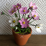 コスモスの花鉢  2  ミニチュア