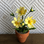 コスモスのちびっこ花鉢  1  ミニチュア