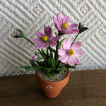 コスモスのちびっこ花鉢  2  ミニチュア