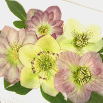 押し花素材～クリスマスローズ  5ヶセット2〜