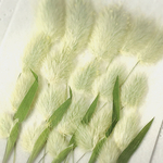 押し花素材～ラグラス　20本〜  