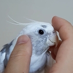 【 4432310様ご依頼品 (オーダー作品）・　リアルサイズ♪羊毛 オカメインコ インコ】