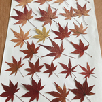 もみじ 押し葉 紅葉