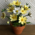 コスモスの花鉢  9    ミニチュア
