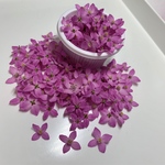 E76☆ボロニア【カップに5〜6割】 花材ドライフラワー