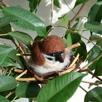 羊毛すずめさん