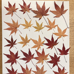 もみじ 押し葉 紅葉