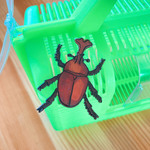 季節はずれの昆虫採集、カブトムシピンバッヂ