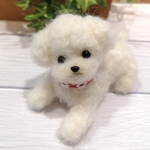 白トイプードル♡
