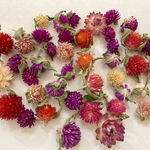 千日紅＊帝王貝細工　セット