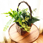 お手元にちょこん、観葉植物のバスケット