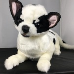 クタクタなスムースチワワ