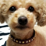 革・犬の首輪 
