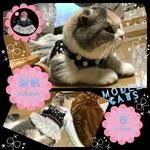 女子力高め☆ドレスハーネス☆猫ちゃんor室内小型ワンちゃん用(黒地ドット柄)S－Mサイズ