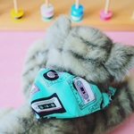 アッシュちゃん専用🐱💟📼💚
