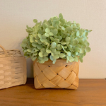 紫陽花アナベルのカゴ盛り