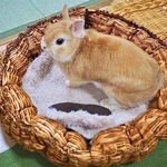 予約販売！おぅやび姫まっと(バスケットな気分)ライトブラウン