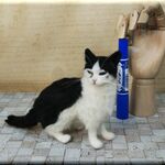 羊毛フェルト　猫　強面なハチワレ猫さん　ねこ　ネコ　猫フィギュア