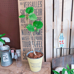 ラスト！現品SALE【ウンベラータ】可愛い葉っぱ！ミニハートリーフ♡人気観葉植物！イエロー系ブリキ鉢♪