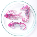 透明標本＊ブローチ　