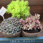 セダム畑３個セット♡多肉植物♡可愛い♡ガーデニング