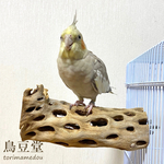 鳥 とまり木 カクタスパーチ（サボテンのとまり木）小型インコ・中型インコ