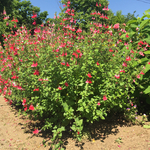 お花屋さんが作ったホットリップスの鉢植え超特大株です‼️
