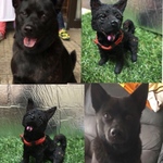 keirakuko様専用 樹脂粘土 製作ご依頼品 愛犬さん 楽ちゃん 甲斐犬 