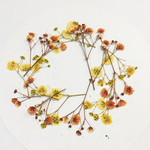 押し花素材　材料　135