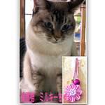 塩入り☆花の御守♪猫資金☆ピンク＆赤系
